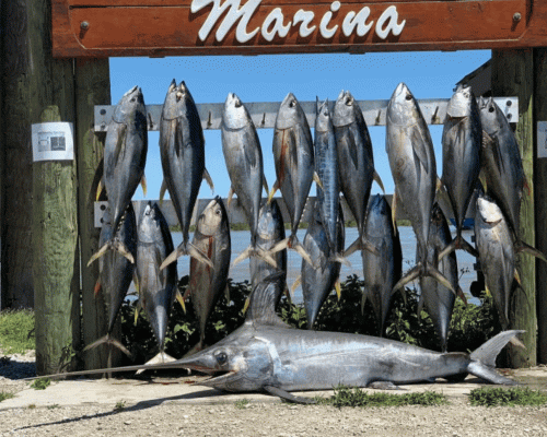 Champion Charters, the Venice Louisiana Fishing Charters Company, is located in Venice Louisiana and focuses on deep sea Tuna fishing trips. We aim to bring you the joy of fishing as well as assist you in catching them. We offer you the simplest planned Venice fishing trips so that you enjoy this trip to the most within your budget.  Visit,https://bit.ly/38peDXm