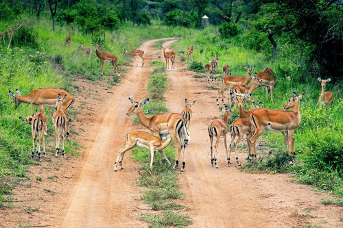 Antilopes-akagera.jpg