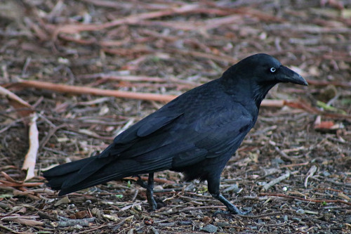 Australian-Raven-2-2k.jpg