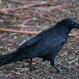Australian-Raven-2-2k