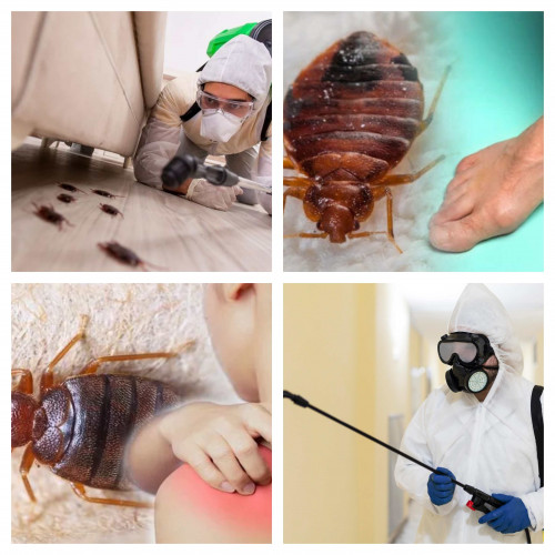 Bed-Bug-Pest-Control-Melbourne-By-Experts.jpg