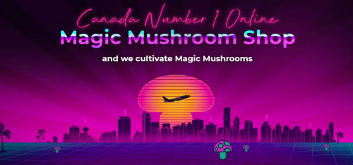 Buy Magic (Shrooms) Mushrooms Online in Canada. Shop psilocybin mushroom products, buy magic mushrooms, microdose &amp; mushroom chocolates!"

Visit at: https://shroombros.io/product-category/magic-mushrooms/