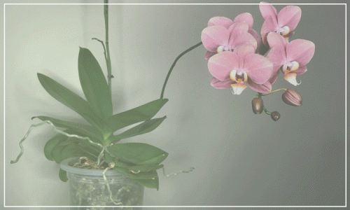 If you think about planting your orchid in a clear orchid pot then it is important to check the drainage system here you can here check this. So, you can confidently buy the pots to grow your plants and take a look at our collection. Choose the best for your orchid plant. For any inquiries please contact us at (561) 499-2810. To know more details visit our site: https://shop.greenbarnorchid.com/category.sc?categoryId=3