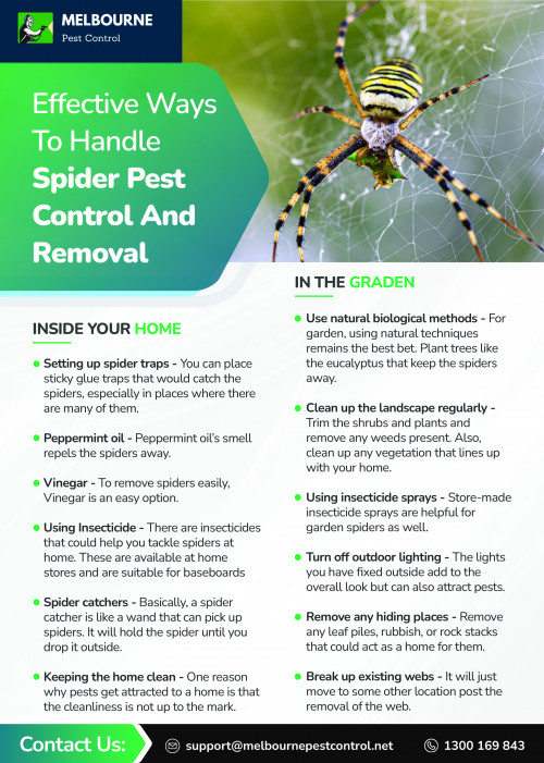 Effective-Ways-To-Handle-Spider-Pest-Control-And-Removal.jpg