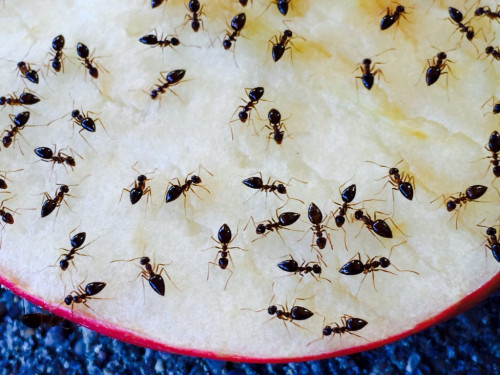 Melbourne-Pest-Control-Ant-Control-Insect-Treatment.jpg