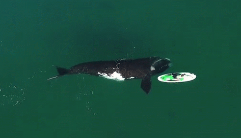 Playful-whale-of-the-day.gif