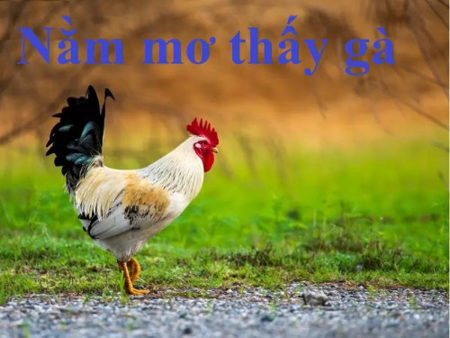 Gà, linh vật quen thuộc của người Việt! Đừng bỏ lỡ cơ hội tìm hiểu về giấc mơ thấy gà và những điềm báo may rủi. Cùng chuyên gia giải mã của Gi8hey khám phá và đảm bảo bạn sẽ có thông tin chi tiết nhất!

https://gi8hey.com/nam-mo-thay-ga/

#Nằm mơ thấy gà