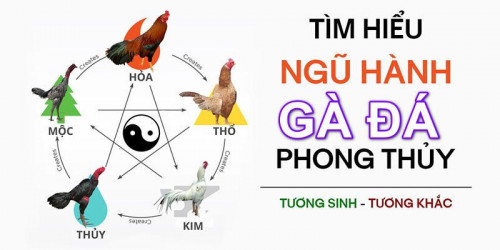 Đối với gà chiến có mệnh Kim 

Với những gà chiến có mệnh Kim, chúng sẽ có bộ lông màu trắng ánh kim hoặc lông màu vàng. Ngoài ra, với những giống gà có màu nhạn, bạn có thể chọn gà mệnh Kim đi kèm với chân vàng, trắng để gia tăng thuộc tính Kim của chúng.
#dagacuadao #dagathomonet