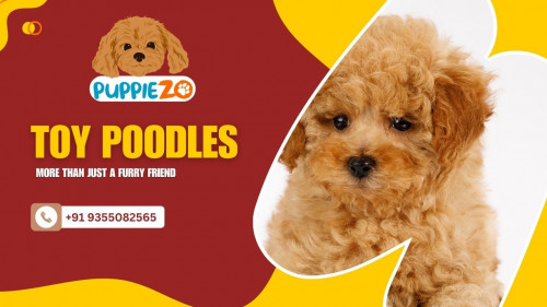 Discover the enchanting world of Toy Poodles for sale near you with Puppiezo. Explore their intelligence and affectionate nature, and find the perfect furry friend for your family. Whether you adopt or buy, Puppiezo guarantees a seamless and joyful experience as you welcome these delightful companions.Visit here https://bit.ly/49Q3Oep