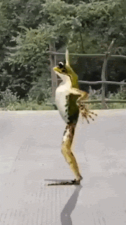 dancingfrog