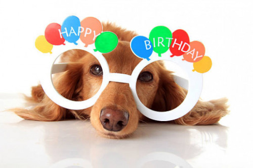 Happy birthdaya dachshund