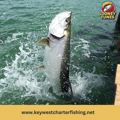 Immerse yourself in the thrilling world of tarpon fishing in Key West, where every cast holds the promise of an unforgettable adventure. Explore the teeming waters of Key West with expert charter services, guiding you to the most coveted tarpon hotspots. Book your Key West tarpon fishing charter today and create memories to last a lifetime. For more information, visit us at https://keywestcharterfishing.net/key-west/