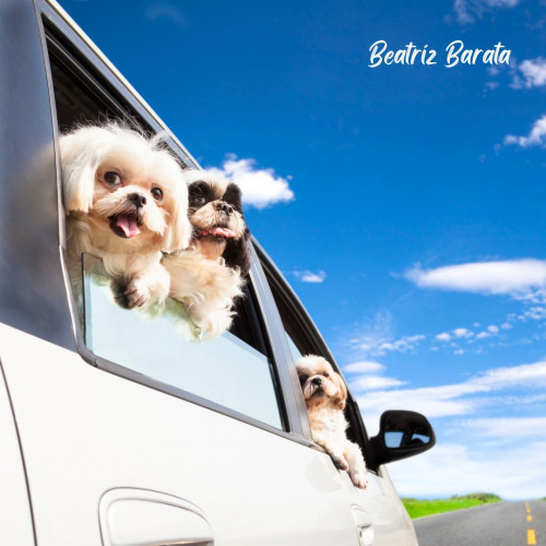 Descubra aventuras e atividades incríveis para você e seu animal de estimação com Beatriz Barata. Explorem o mundo juntos e criem memórias especiais com seu companheiro peludo. Viste mias- https://www.supernews-brazil.com.br/mundo-com-seu-animal-de-estimacao-viagens-e-atividades-com-beatriz-barata/