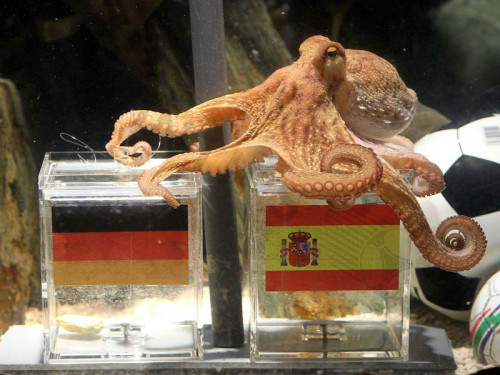 In the annals of football history, amidst the fierce competition and nail-biting matches, there exists an unlikely legend – Paul the Octopus. Born in January 2008 at the Oceanographic Park in Weymouth, England, this cephalopod captured the world's attention during the 2010 FIFA World Cup held in South Africa. 
See more: https://wintips.com/football-prediction-octopus/

#wintips #wintipscom #footballtipswintips #soccertipswintips