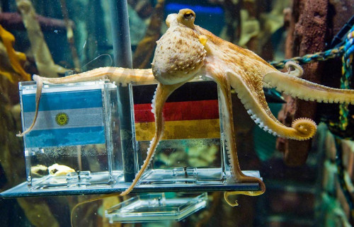 The football prediction octopus, affectionately known as Paul, rose to fame during the 2010 World Cup in South Africa. Amidst Spain's well-deserved championship victory, Paul emerged as a cult figure, renowned for his uncannily accurate match predictions. However, along with his fame came challenges, as Paul faced numerous threats due to his remarkable abilities. Yet, beyond his predictive prowess, there are many intriguing facets to this cephalopod's story that remain lesser-known. Join us at Wintips as we delve deeper into the fascinating world of Paul the Octopus.

See more: https://ok.ru/profile/588776232429/statuses/158106478702829 



#reviewbookmaker #reviewbookmakerwintips #bettingtool #bettingtoolwintips