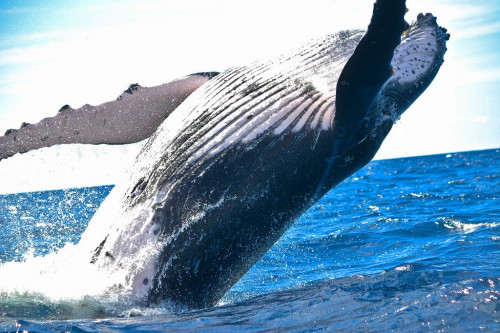 Ultimate Pacific humpback whale watching experience in Maui - https://en.wikipedia.org/wiki/Whale_watching