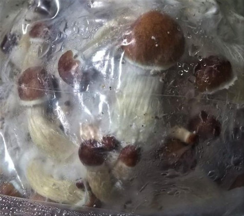 Mixed Substrate All in one Mushroom Grow Bags - https://ancientpathnaturals.com/mushroom-growing-kits/1lb-boom-x-3-mixed-substrate-all-in-one-mushroom-grow-bags-shroom-supply-mushroom-tent/
Assure your personal Shroom supply! Easily and Quickly grow your own mushrooms. Works for Almost Any Variety! The most straightforward approach for growing your mushrooms to fruition.
1lb BOOM! Mushroom Substrate  All in One Mushroom Grow Bags were created from years of experience testing mixes and grow sets with many varieties of mushrooms.