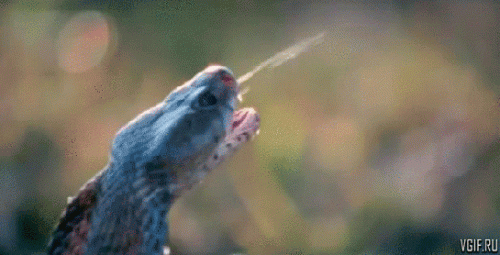 YD.gif