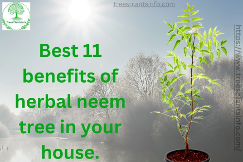 best-11-benefits-of-herbal-neem-tree-in-your-house.jpg