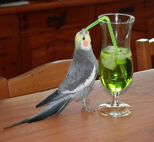 get-your-bird-out-of-my-booze.jpg