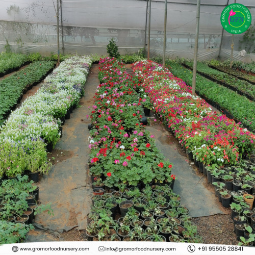 Buy Plants online from our very own best plant nursery in Hyderabad.Gromorfoodnursery is the one stop solution for all kinds of indoor,outdoor,succulents,hanging plants and medical plants.To know more about plants kindly visit our website gromorfoodnursery.com
https://gromorfoodnursery.com/
#onlinegardenplants
#plantsforsaleonline
#gardenplantsforsale