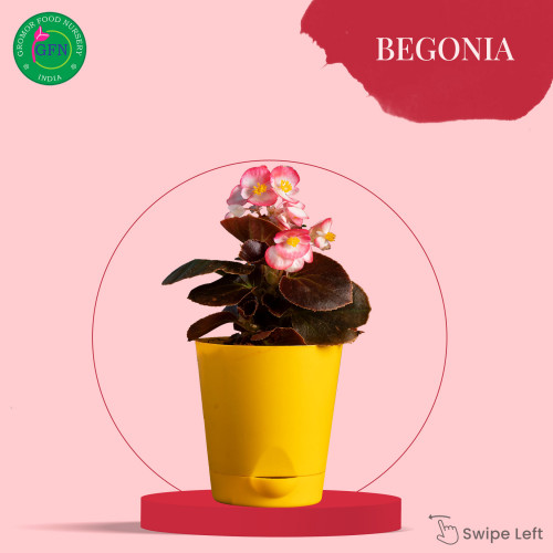 Wanted to make your house beautiful with plants? Gromor is the best option to buy succulents online.
Gromor is the best place to buy indoor plants online. Gromor has the large collection of indoor plants, outdoor plants
and succulents. Shop plants online from Gromor.
https://gromorfoodnursery.com/shop/
#buyplantsonline
#buygardenplantsonline
#buytreesonline