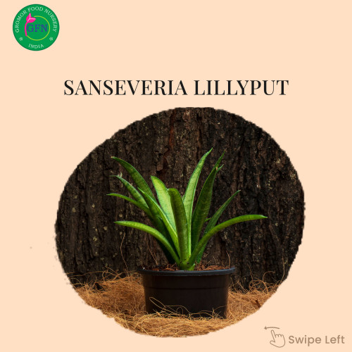 Buy Plants online from our very own best plant nursery in Hyderabad.Gromorfoodnursery is the one stop solution for all kinds of indoor,outdoor,succulents,hanging plants and medical plants.To know more about plants kindly visit our website gromorfoodnursery.com
https://gromorfoodnursery.com/
#onlinegardenplants
#plantsforsaleonline
#gardenplantsforsale
