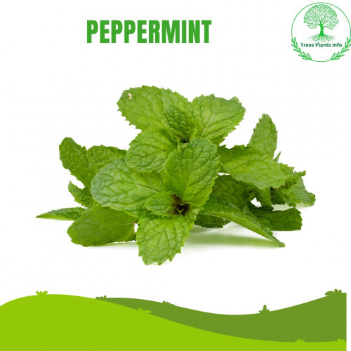 top-oxygen-plants-in-India-pepperming.jpg