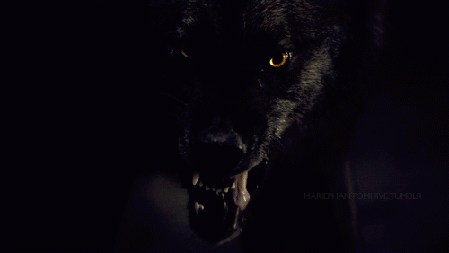 wolfy